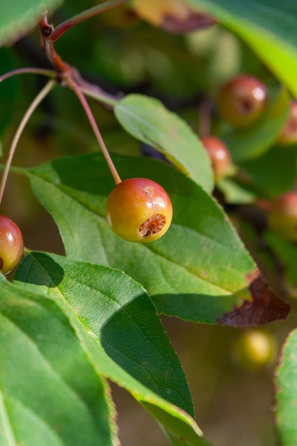 在对抗澳大 在对抗澳大