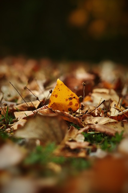 切尔西为何 切尔西为何